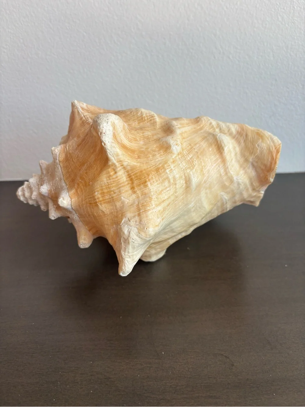 Vintage Large Pink Queen Conch Shell  8.5 in. Natural Ocean Art Beach House Deco